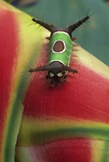 Crawling Prints: Costa Rica, Close-up of Caterpillar on Heliconia plant. Credit as: Nancy Rotenberg