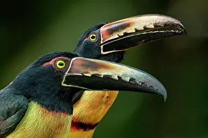 Costa Rica. Close-up of male collared aracari toucan birds. &copy;Jim Zuckerman / Jaynes Gallery / DanitaDelimont.com