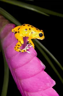 Costa Rica. Close-up of poison dart frog on pink leaf. Credit as: Jim Zuckerman /
