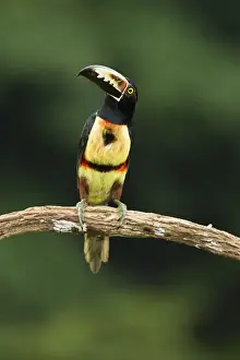 Costa Rica; Collared Aracari, Pteroglossus torquatus, perched on branch