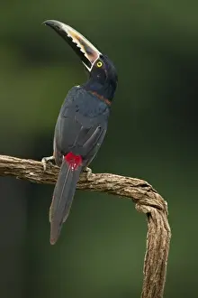Joe Mary Ann Mcdonald Prints: Costa Rica; Collared Aracari, Pteroglossus torquatus, perched on branch