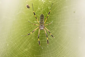 Images Dated 2nd April 2019: Costa Rica. Female orb weaver spider and web