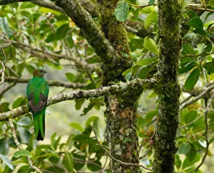 Images Dated 8th September 2006: Costa Rica, female respendent quetzal in avocado tree, a favored food of quetzal