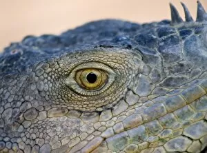 Costa Rica, Green Iguana, Wild, Eye