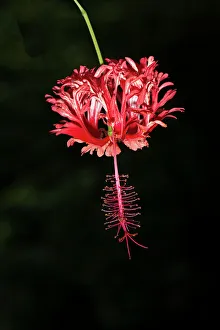 Images Dated 17th October 2022: Costa Rica, hibiscus