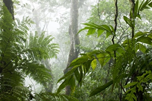 Images Dated 23rd January 2009: Costa Rica, La Fortuna, Rainforest along Fortuna River