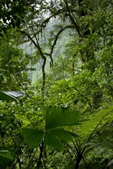 Rainy Prints: Costa Rica, La Fortuna, Rainforest along Fortuna River