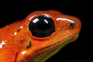 Costa Rica Prints: Costa Rica, La Fortuna, Strawberry Poison-dart Frog (Oendrobates pumilio) in captivity