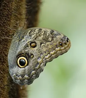 Costa Rica, La Paz, Magnificient Owl Butterfly on stalk