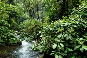 Images Dated 8th September 2006: Costa Rica, La Paz, rainforest and stream