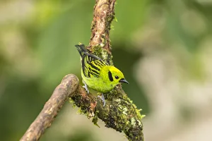 Costa Rica, La Paz River Valley. Captive emerald tanager in La Paz Waterfall Garden