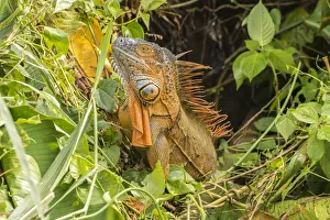 Costa Rica Prints: Costa Rica, La Selva Biological Research Station. Green iguana close-up. Credit as
