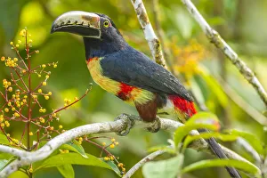 Images Dated 2nd July 2019: Costa Rica, La Selva Biological Station. Collared aricari on limb