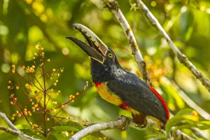 Images Dated 2nd July 2019: Costa Rica, La Selva Biological Station. Collared aricari on limb