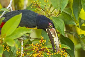 Images Dated 2nd July 2019: Costa Rica, La Selva Biological Station. Collared aricari feeding