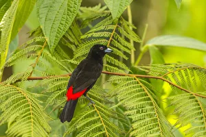 Images Dated 2nd July 2019: Costa Rica, La Selva Biological Station. Scarlet-rumped tanager in tree. Credit as