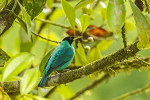 Images Dated 2nd July 2019: Costa Rica, La Selva Biological Station. Green honeycreeper bird on limb. Credit as
