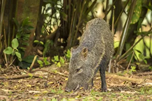 Costa Rica, La Selva Biological Station. Collared peccary close-up