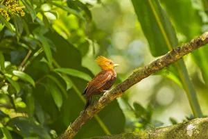 Images Dated 2nd July 2019: Costa Rica, La Selva Biological Station. Chestnut-collared woodpecker on limb. Credit as