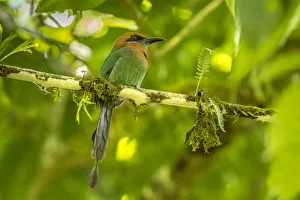 Costa Rica, La Selva Biological Station. Broad-billed motmot on limb