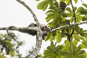 Anteater Prints: Costa Rica, Lake Arenal. Northern tamandua anteater in tree