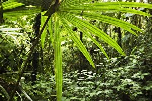 Images Dated 21st January 2009: Costa Rica, Los Angeles Cloud Forest Reserve, Lush vegetation of forest floor