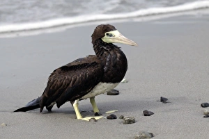 Booby Prints: Costa Rica, Manuel Antonio. Brown Booby