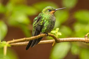 Costa Rica, Monte Verde Cloud Forest Reserve. Female purple-throated mountain gem close-up