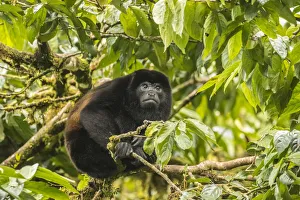Costa Rica, Monte Verde Cloud Forest Reserve. Mantled howler monkey close-up. Credit as