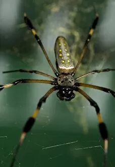 Images Dated 17th August 2007: Costa Rica, Monte Verde, Golden Orb Weaver