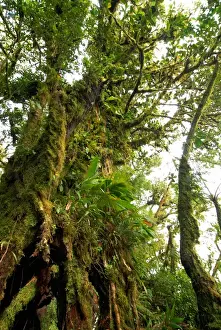 Rick Daley Prints: Costa Rica, Monteverde cloud forest with characteristic moss-covered tree trunk