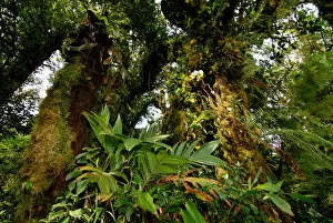 Images Dated 8th September 2006: Costa Rica, Monteverde cloud forest epiphytes