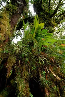Images Dated 8th September 2006: Costa Rica, Monteverde Cloud forest mosses and epiphytes
