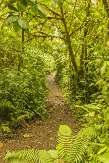Images Dated 2nd July 2019: Costa Rica, Monteverde Cloud Forest Reserve