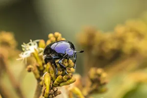 Images Dated 2nd July 2019: Costa Rica, Monteverde Cloud Forest Reserve