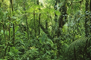 Costa Rican Prints: Costa Rica, Monteverde, Monteverde Cloud Forest, Cordillera Tilaran, dense elfin