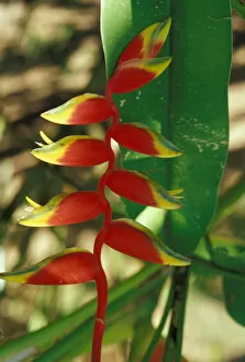 Costa Rica, Osa Peninsula. Heliconia flower in bloom