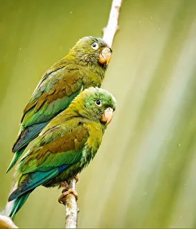 Pleasant Prints: Costa Rica, parakeet perched