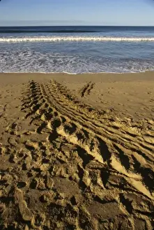 Costa Rica: Playa Grande, tracks seen in morning of giant leatherback turtle (Dermoochelys