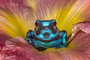 Costa Rica. Poison dart frog in flower