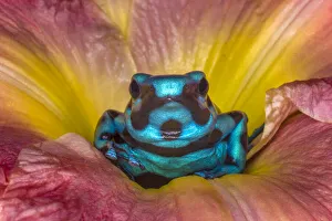 South America Prints: Costa Rica. Poison dart frog in flower