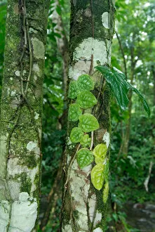 Images Dated 8th September 2006: Costa Rica, rainforest tree trunk covered with vines and lichens
