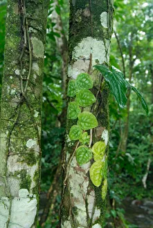 Images Dated 8th September 2006: Costa Rica, rainforest tree trunk covered with vines and lichens