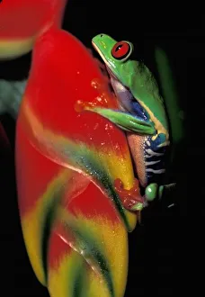 Images Dated 13th May 2011: Costa Rica, Red Eyed Tree Frog