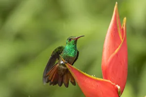 Costa Rica, Sarapique River Valley. Rufous-tailed hummingbird on heliconia plant. Credit as