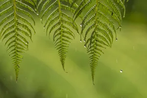 Sarapique River Valley Prints: Costa Rica, Sarapique River Valley. Fern in rain