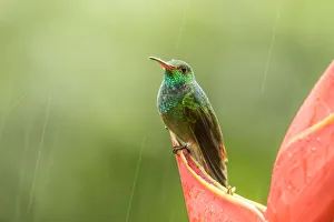 Costa Rica, Sarapiqui River Valley. Rufous-tailed hummingbird on heliconia plant. Credit as
