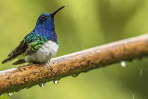 Costa Rica, Sarapiqui River Valley. Male white-necked jacobin on limb in rain. Credit as
