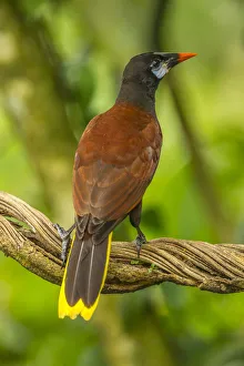 Costa Rica, Sarapiqui River Valley. Montezuma oropendola bird on vine