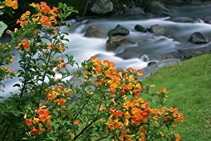 Images Dated 16th November 2008: Costa Rica, Savegre River Valley. Blooming flowers above the Savegre River